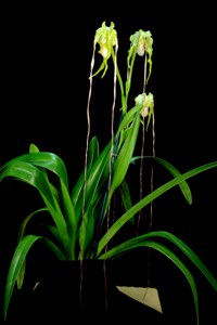 Phragmipedium Tall Tails Gayle's Ozone AM 80 pts - Plant